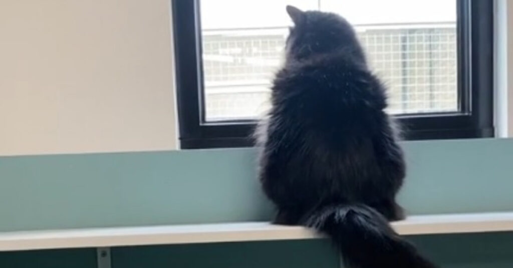 Vidéo émouvante : La transformation incroyable d’une chatte timide grâce à un généreux donateur !