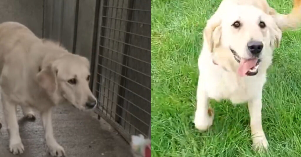 Vidéo : l’incroyable transformation de cette chienne terrorisée grâce à l’amour et l’affection !