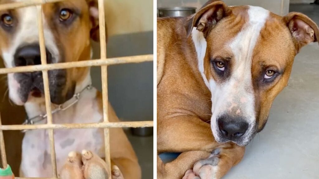 [chien adorable] : Découvrez l’incroyable histoire de ce chien trouvé bébé, toujours en attente après 2 ans dans un refuge!