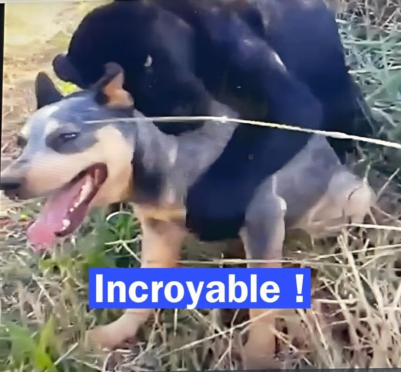 Vidéo Miracle Incroyable Leur Chienne Perdue Revient Après Une Disparition Inattendue 6537