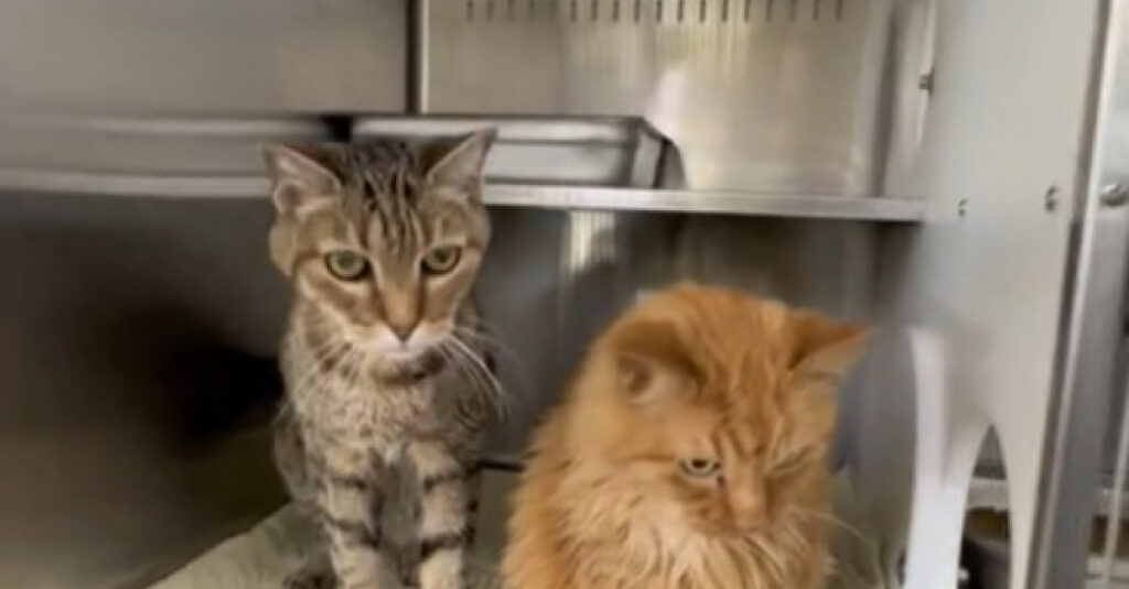 Abandonnés après adoption : la vidéo choquante de 2 chats de 18 ans quittant leur refuge