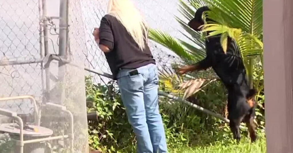 Alligator affamé attaque un Rottweiler, mais la réaction de cette femme va vous surprendre !