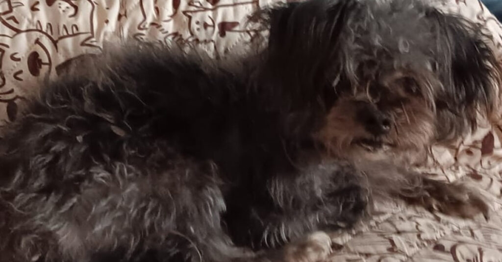 Appel à l’aide urgent : chien de soutien émotionnel disparu depuis une semaine, mobilisation massive