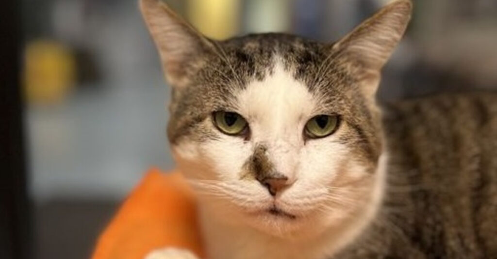 Ce chat a attendu 200 jours au refuge – Son incroyable histoire va vous étonner !