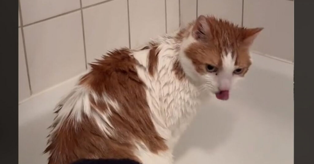 Chat âgé adopté dans un refuge développe une passion pour l’eau, vous n’allez pas croire ce que vous allez voir!