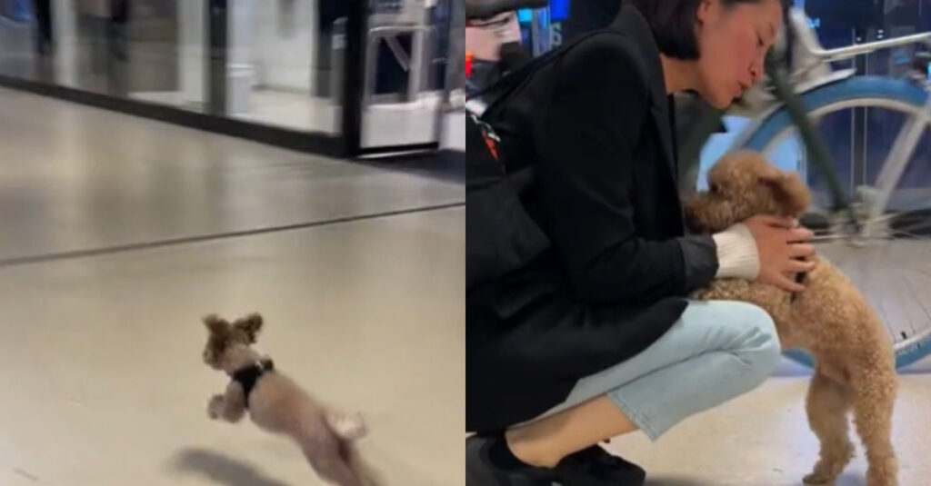 Chien en larmes d’émotion retrouve sa maîtresse à l’aéroport: la vidéo fait le buzz !