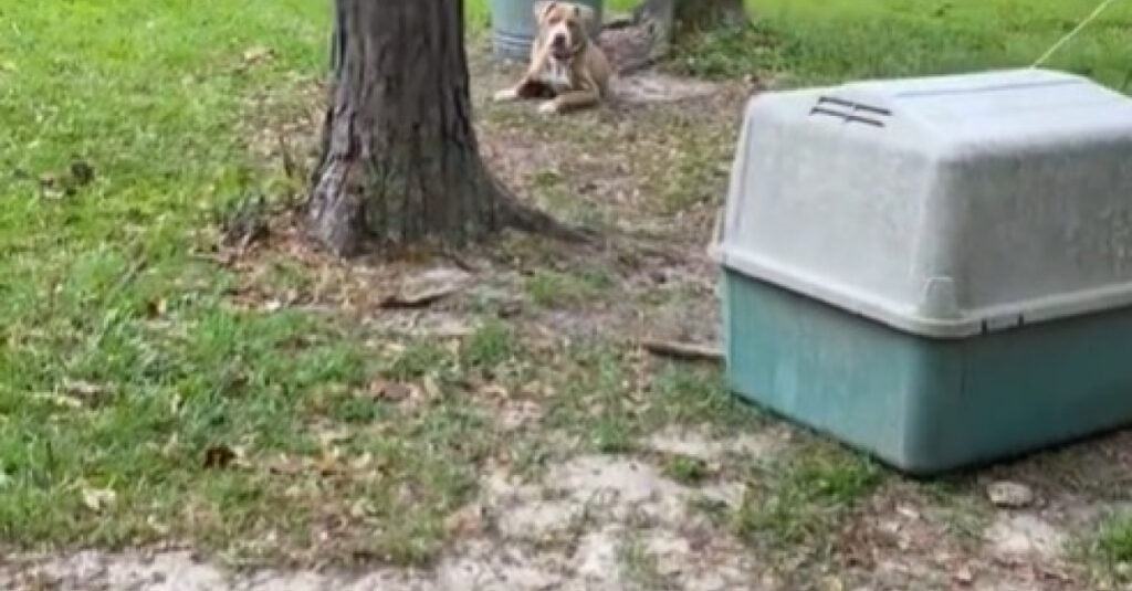 Choquant : en emménageant dans sa nouvelle maison, elle découvre un chien abandonné de 10 ans