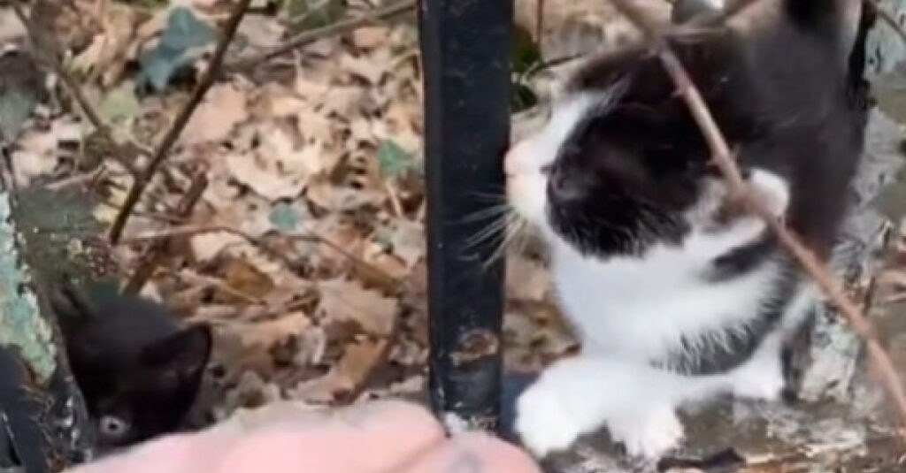 Découverte choquante dans un cimetière : un homme tombe sur une fratrie de chatons abandonnée !
