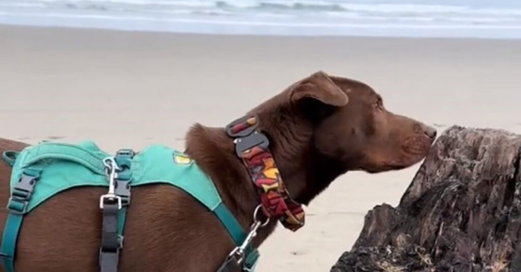 Découvrez la réaction incroyable de ce chien face à la mer, vous n’allez pas y croire !
