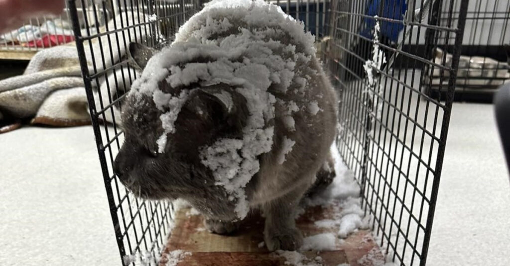 Des bénévoles horrifiés par la découverte d’un chat piégé sous la neige et immobilisé par la glace !