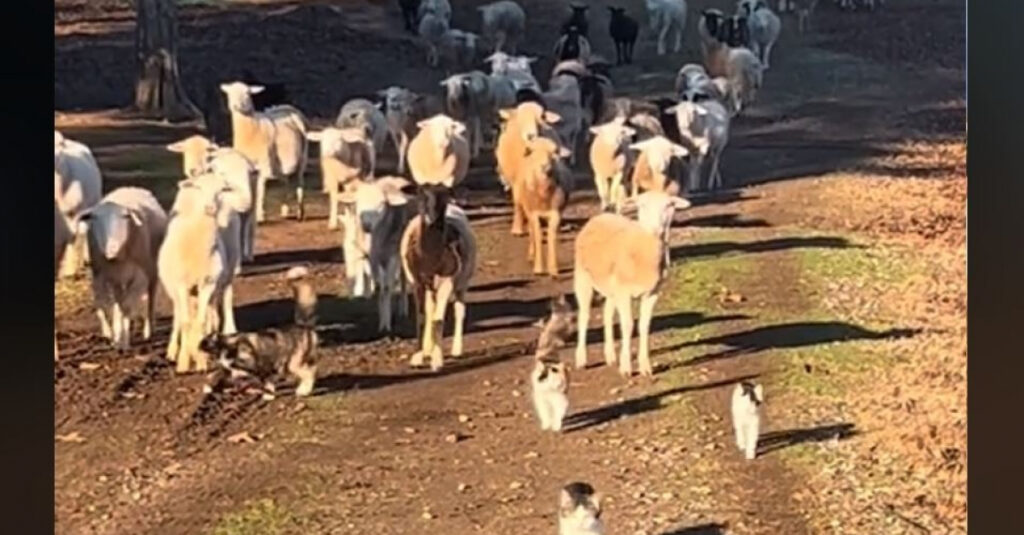 Des chats montent la garde avec les moutons et leur vidéo fait le buzz sur internet!