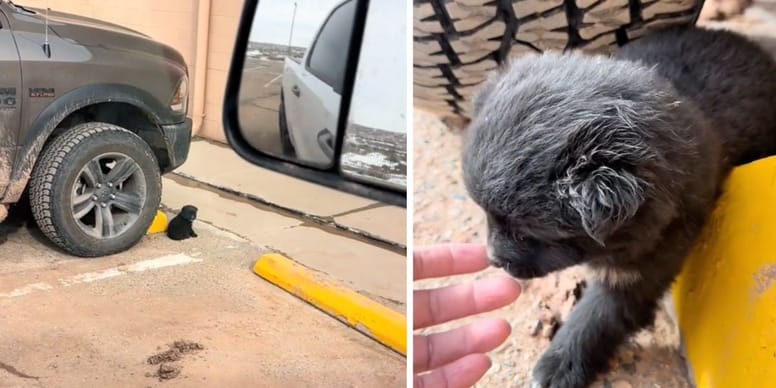 Elle sauve un chiot abandonné sur un parking et lui donne un nom bouleversant – à voir absolument !
