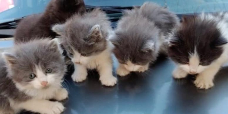 Émouvant sauvetage de chatons abandonnés tourne au cauchemar en un instant (vidéo)