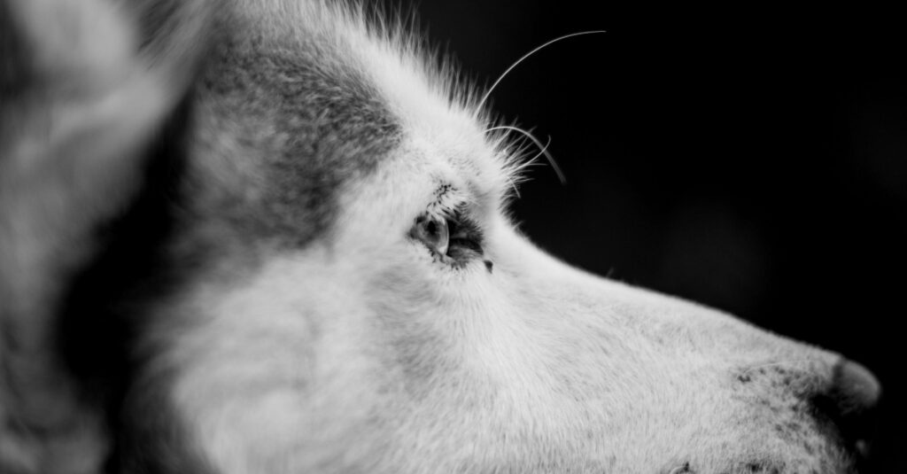 Husky retrouvé à 300 kilomètres : Les révélations choquantes sur sa fugue