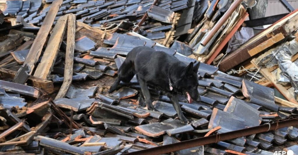 INCROYABLE : Cette chienne de sauvetage aide à retrouver des survivants après le séisme au Japon !!