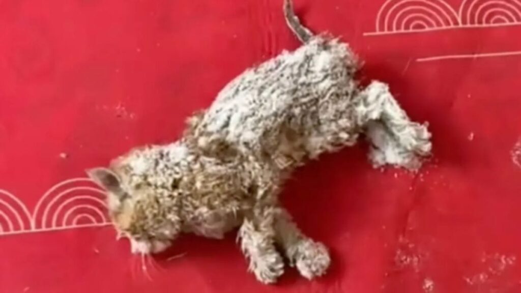 INCROYABLE : Découvrez comment elle a sauvé un chat mort avec un sèche-cheveux !