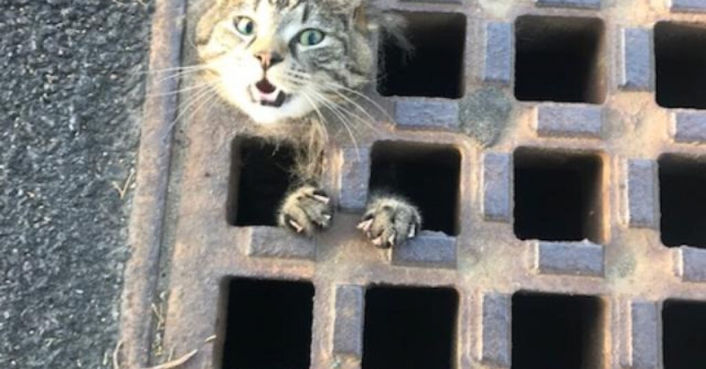 INCROYABLE ! Découvrez le sauvetage épique d’un chat coincé dans une grille d’égout !