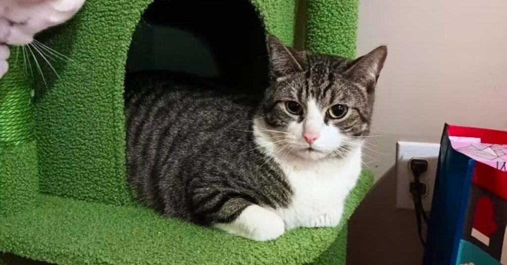 INCROYABLE : Un chat miraculé échappe de justesse au broyeur dans un vieux canapé