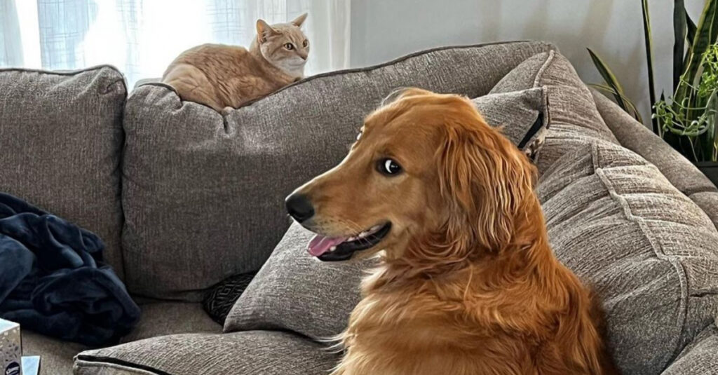 Incroyable : Ce Golden Retriever imite parfaitement son frère chat, la vidéo va vous étonner !