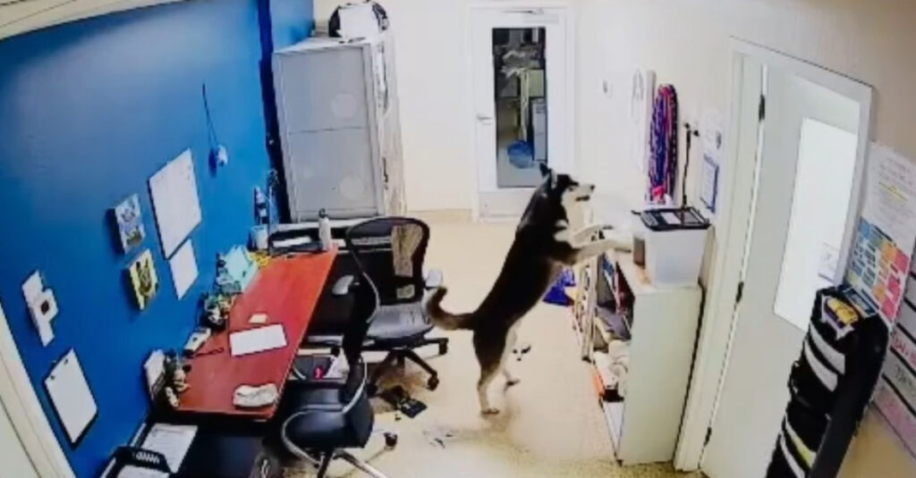 Insolite : Un husky s’échappe de son box pour une soirée mémorable au refuge (Vidéo choc)