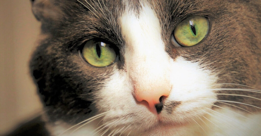 Insolite: un inconnu annonce quelque chose d’incroyable aux propriétaires d’une chatte disparue depuis 7 ans !