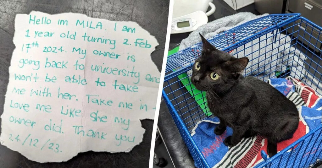 Jeune chatte noire abandonnée sur un banc : la note déchirante qui va vous briser le cœur !
