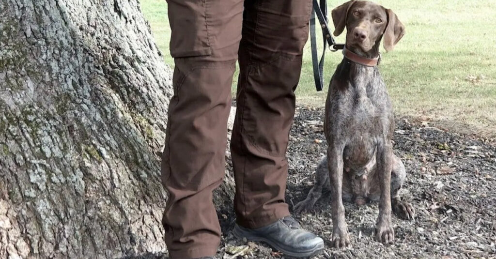 Jeune chien policier retrouve un enfant disparu le jour de Noël !