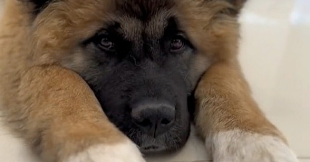 Kuma : la incroyable transformation de cette chienne abandonnée par cinq familles, vous ne croirez pas ce qu’elle est devenue !