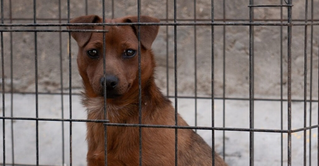 LOI HISTORIQUE : Le Parlement sud-coréen interdit la vente de viande de chien