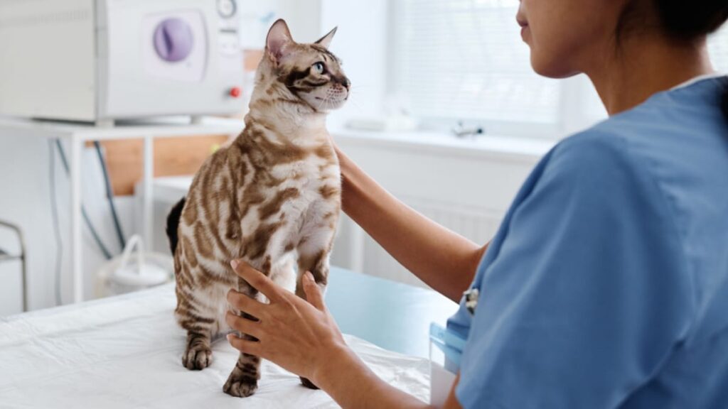 Les propriétaires de chats, attention : voici comment lutter contre l’Ascaris, un parasite intestinal redoutable !