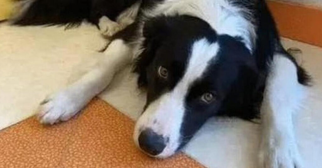 Propriétaire réclame des lois plus dures après le vol de son chien à Paris