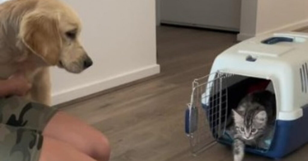 Réaction incroyable : Elle adopte un chaton juste après son chien, ce qu’ils font vous surprendra !