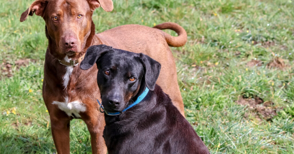 Refuge ne veut pas séparer ces 2 chiens malgré les demandes d’adoption !