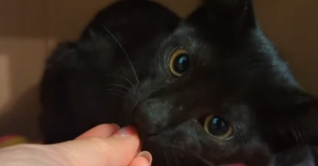Rencontre incroyable dans un magasin de bricolage: un chaton refuse de quitter cet homme! (vidéo)