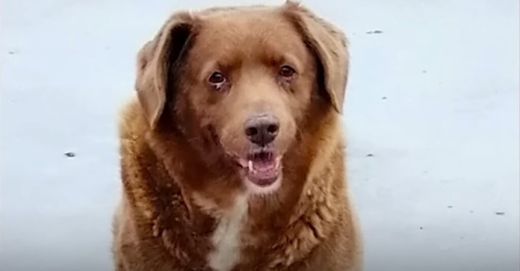 Scandale : Le Livre Guinness remet en cause le record de longévité du chien Bobi, découvrez pourquoi !