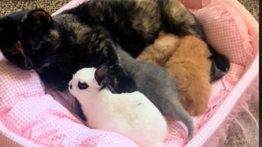 Un adorable chat prend soin d’un lapin comme de son bébé, la vidéo qui fait fondre 220k personnes
