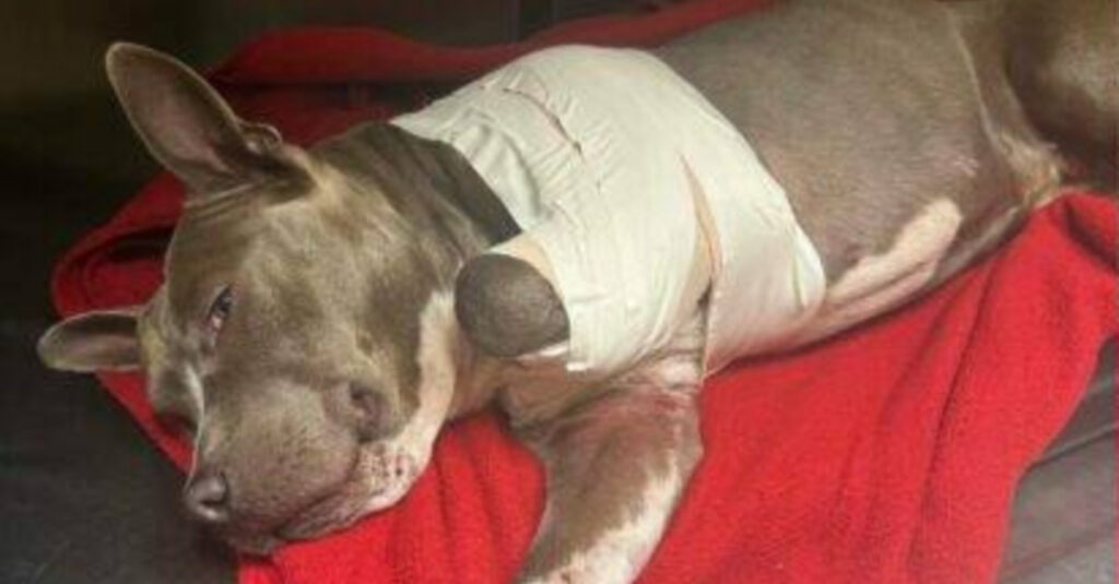 Un automobiliste sauve une chienne agonisante au bord de l’autoroute, ce qu’il découvre est choquant!