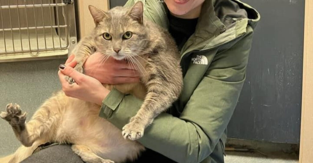 Un chat obèse de 13 kilos cherche désespérément une famille pour lui sauver la vie ! Découvrez son incroyable histoire