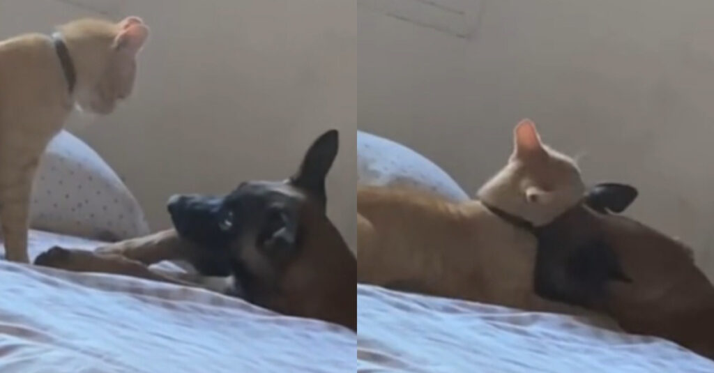 Un chat tyrannique montre une incroyable compassion envers sa sœur canine malade, la vidéo va vous faire verser des larmes