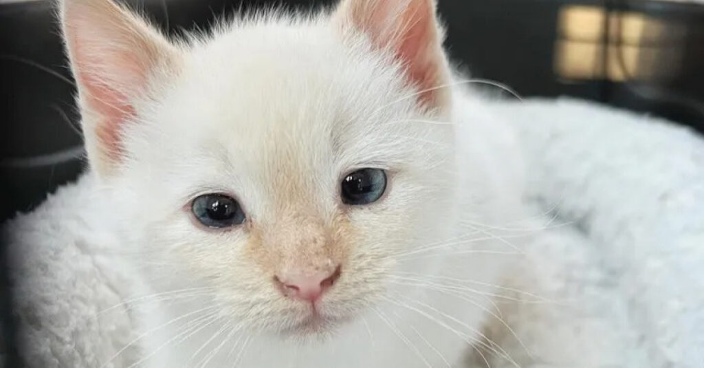 Un chaton retrouvé dans une voiture est accepté au sein d’une portée identique à lui – Incroyable !