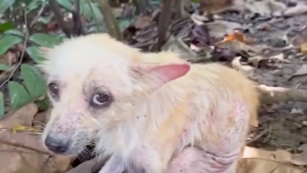 Un chien agonisant oublié dans la forêt renaît grâce à l’amour et devient méconnaissable