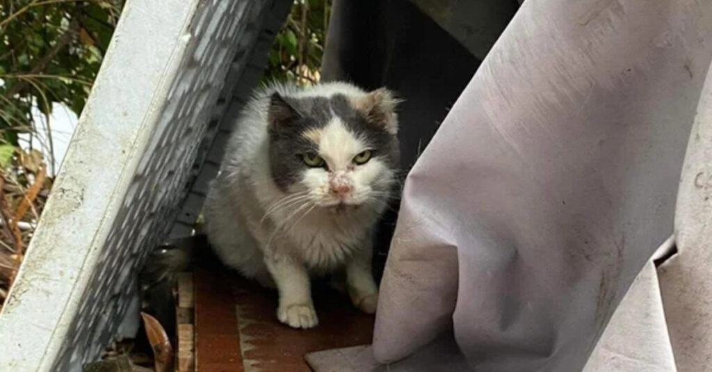 Une chatte courageuse enfin adoptée après 10 ans dans la rue, sa réaction va vous bouleverser !
