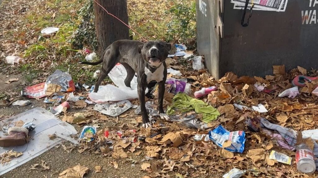 Urgent : Cette chienne abandonnée lutte pour sa survie – Découvrez son incroyable histoire de sauvetage!