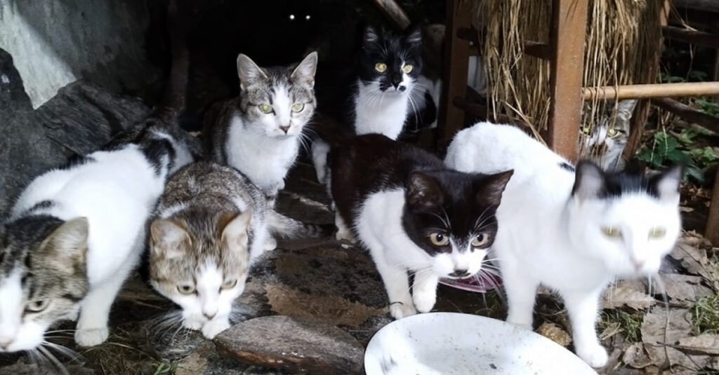 Urgent: une association lance un appel au secours pour sauver 30 chats livrés à eux-mêmes!