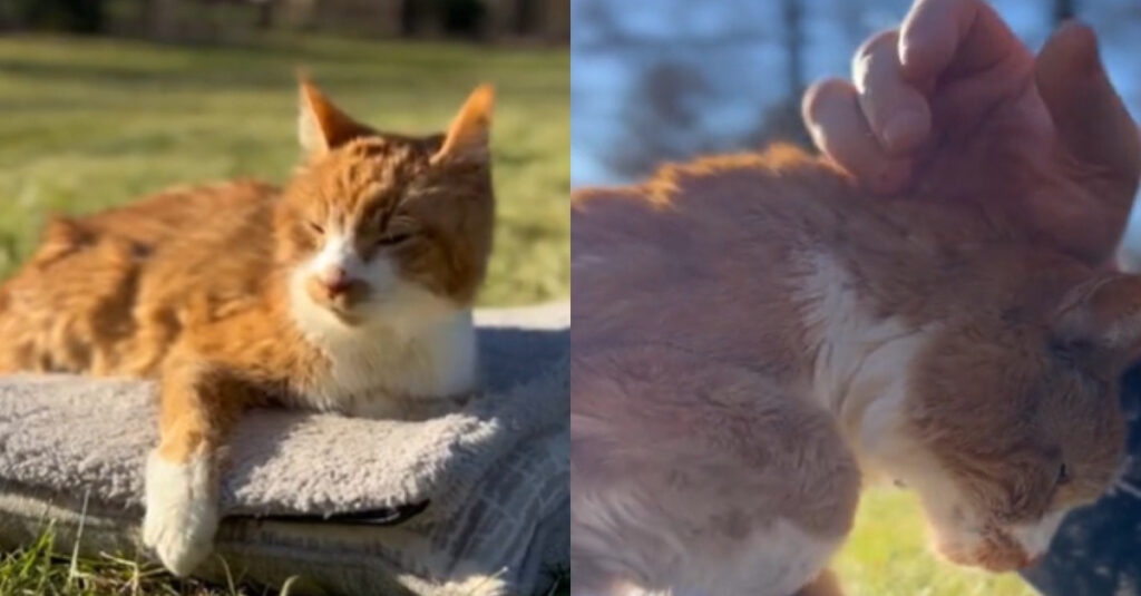 VIDEO: Émouvants adieux d’une femme à son chat, découvrez leur dernière journée ensemble