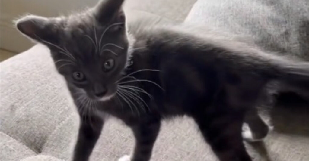 VIDEO : Il détestait les chats, mais regardez sa réaction après avoir rencontré ce petit félin aventurier ! 🐱😱