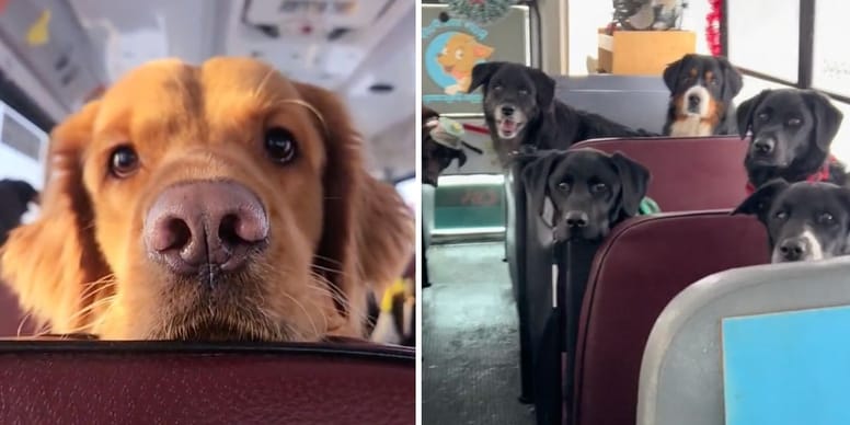 Vidéo : Ce bus affole tous les chiens du quartier, la raison va vous surprendre !