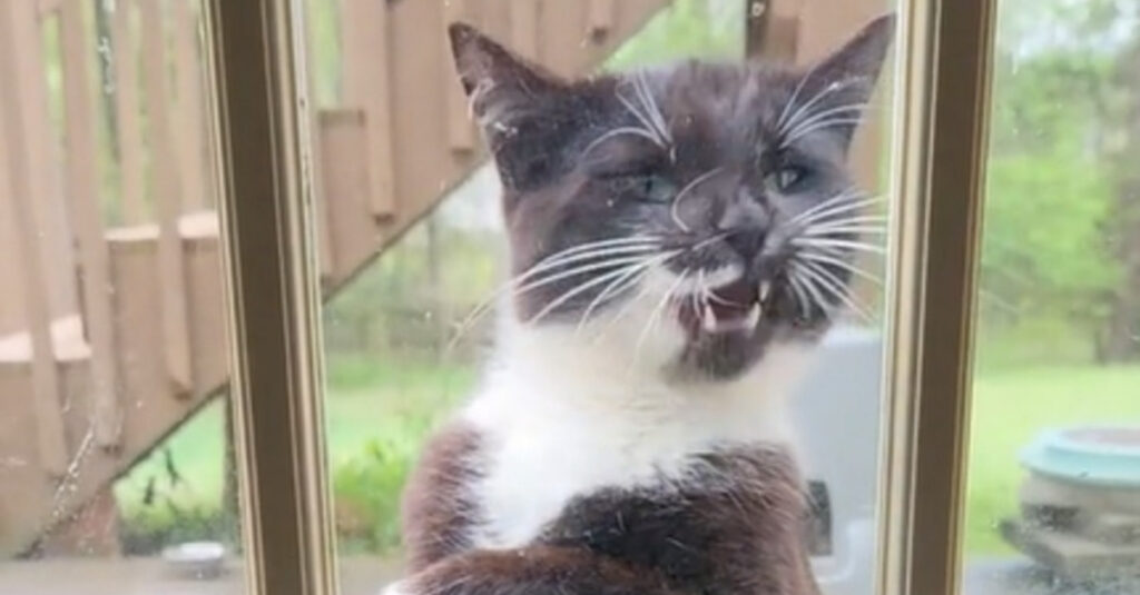 Vidéo : Ce chat adopte une posture incroyable derrière la vitre, vous n’en croirez pas vos yeux !