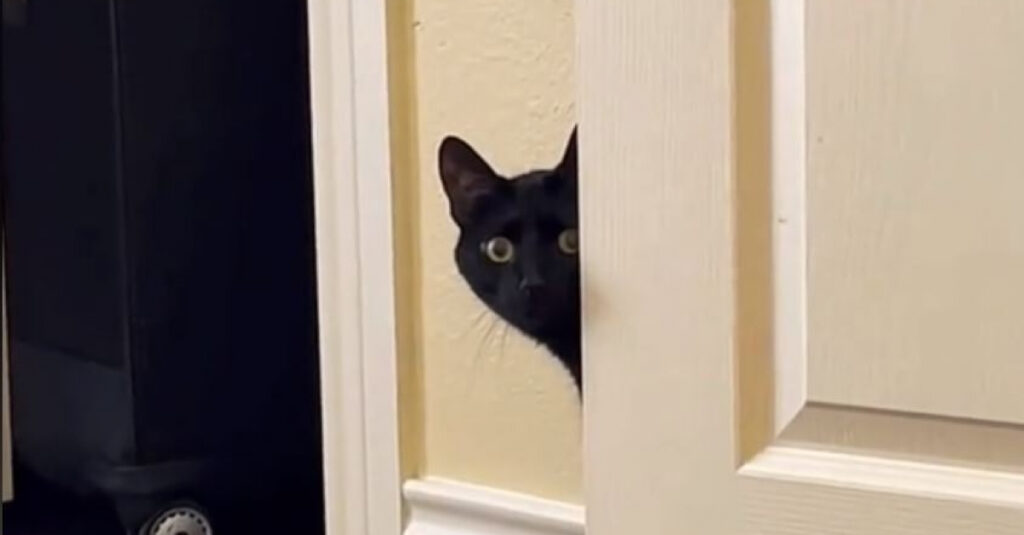 Vidéo : Ce chat suspicieux surveille les invités de manière hilarante! 🤣