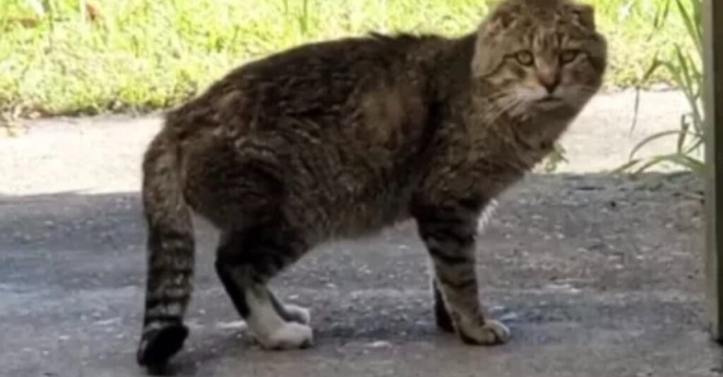 Vidéo : Cette femme au grand cœur a sauvé la vie de Tom-Tom, le chat errant, et ça donne des frissons !